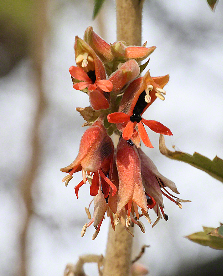 Honigstrauch - Melianthus comosus