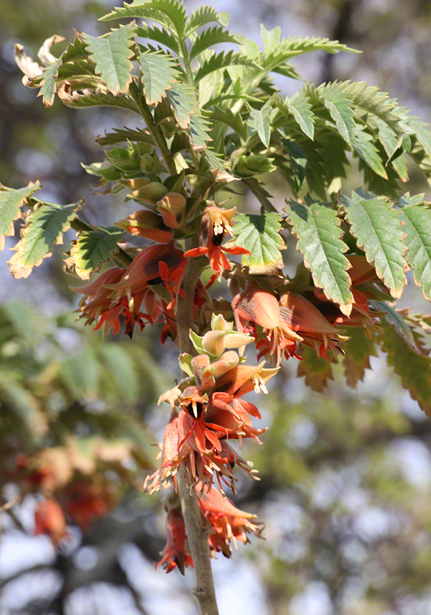 Honigstrauch - Melianthus comosus