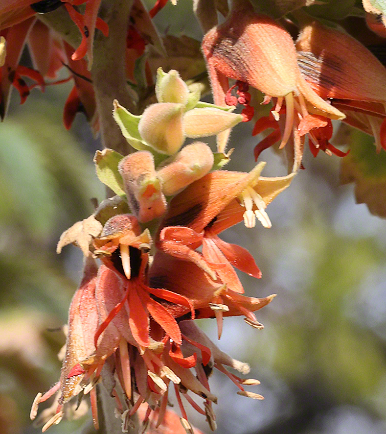 Honigstrauch - Melianthus comosus