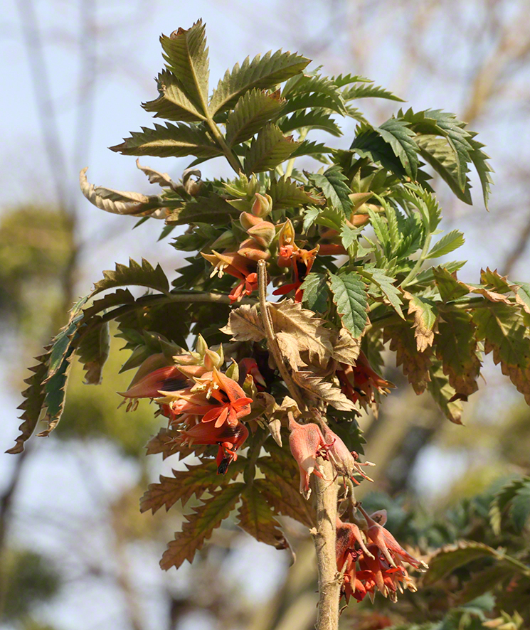 Honigstrauch - Melianthus comosus