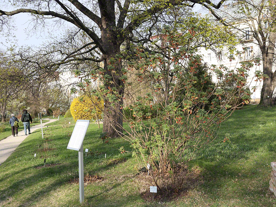 Honigstrauch - Melianthus comosus