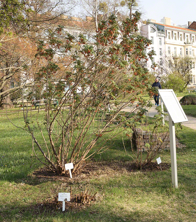 Honigstrauch - Melianthus comosus