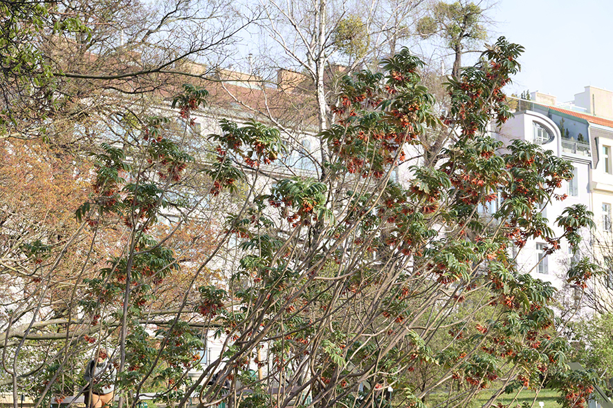 Honigstrauch - Melianthus comosus