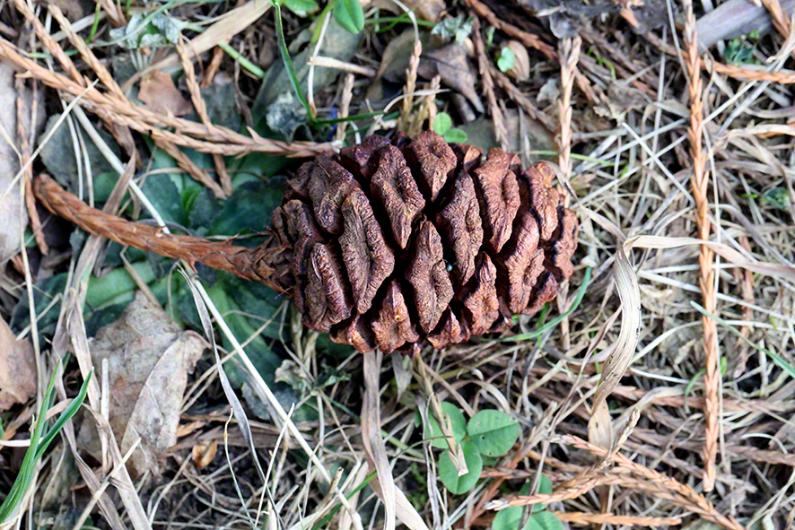 Mammutbaum