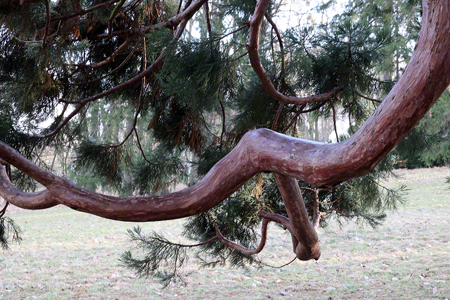 Mammutbaum