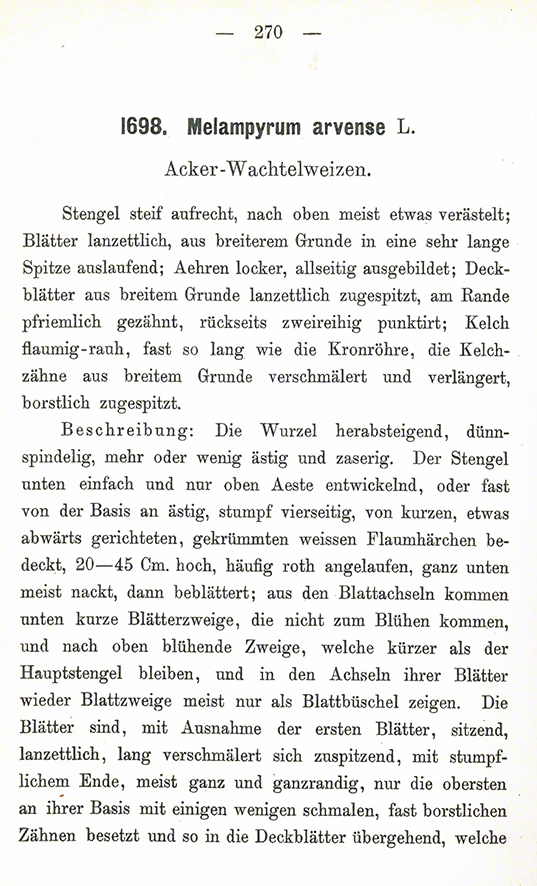 Ackerwachtelweizen