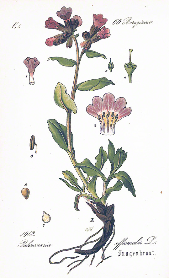 Lungenkraut