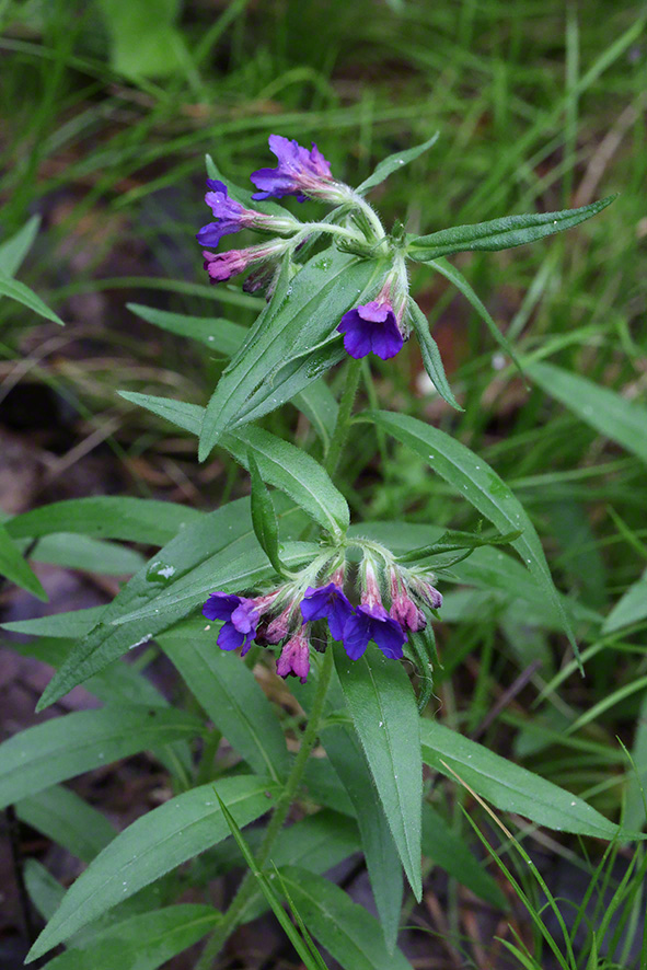 Raublattgewächse (Boraginaceae) - Wissen & Pflanzen dieser 