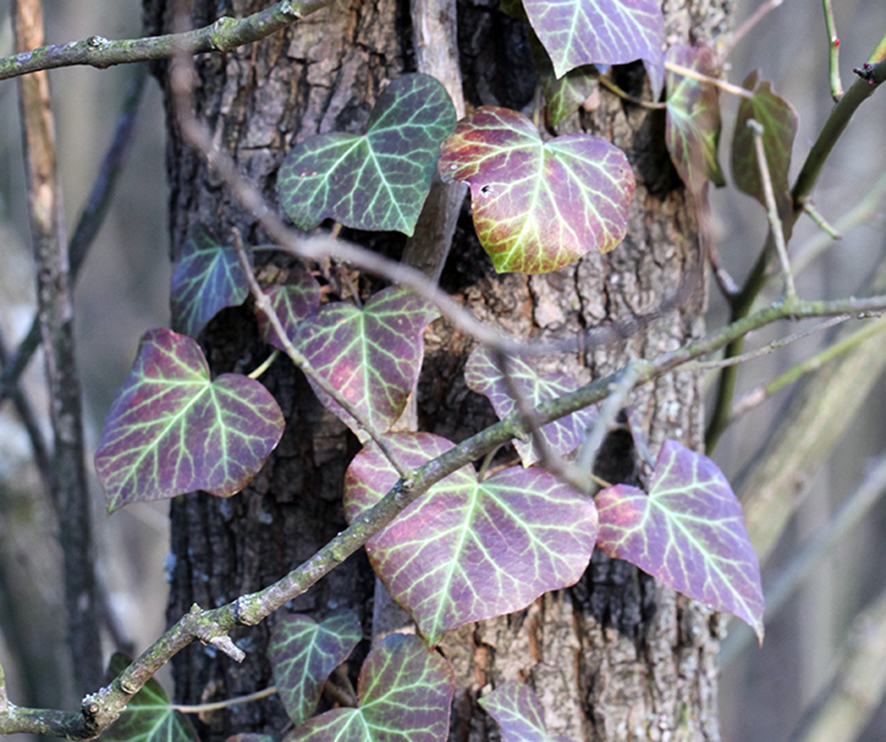 Fotos: Copyright Dr. Waltraud Neuwirth, Wien

Weitere Rätselbilder finden Sie HIER!

VIELE MEINER WIENERWALD-WANDERUNGEN FINDEN SIE HIER

Danke für Ihr Interesse an meiner Website! Wenn Sie meine aktuellen Nachrichten erhalten wollen, schreiben Sie mir bitte unter:

waltraud.neuwirth1@chello.at

Efeu