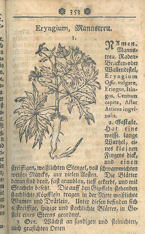 Mannstreu Kräuterbuch