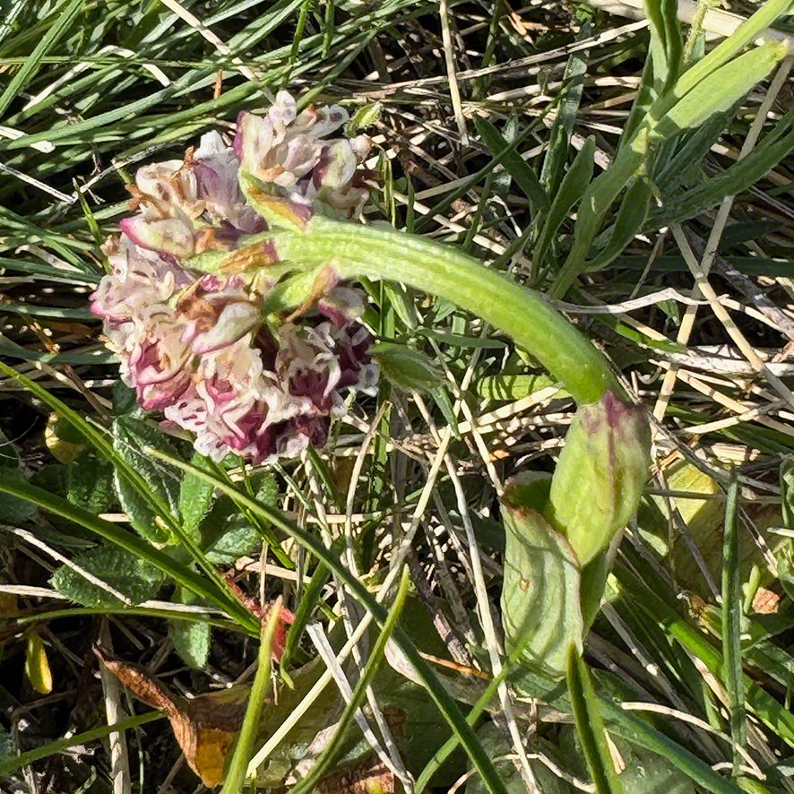 Brandknabenkraut