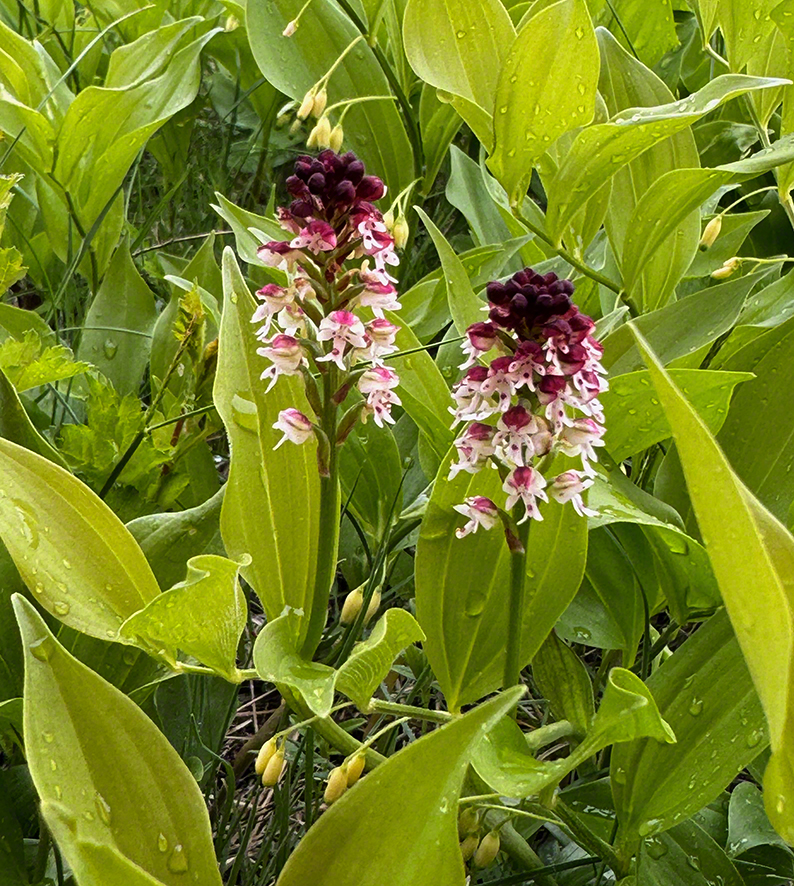 Brandknabenkraut