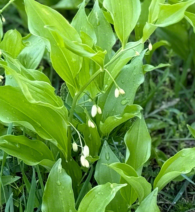 Salomonssiegel