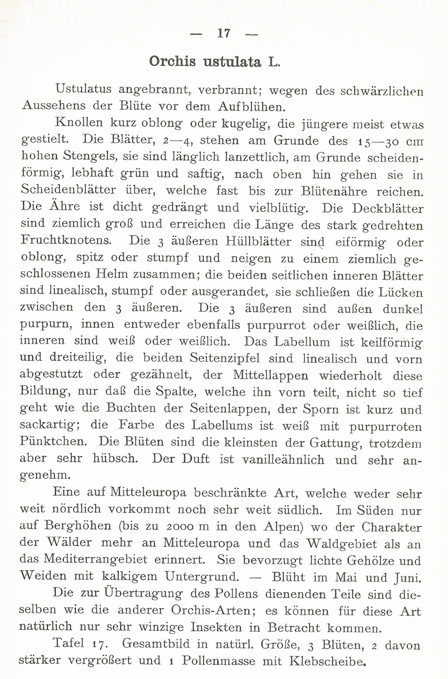 Brandknabenkraut