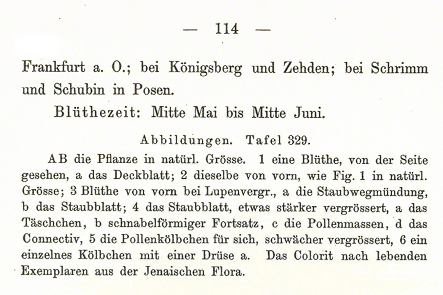 Brandknabenkraut