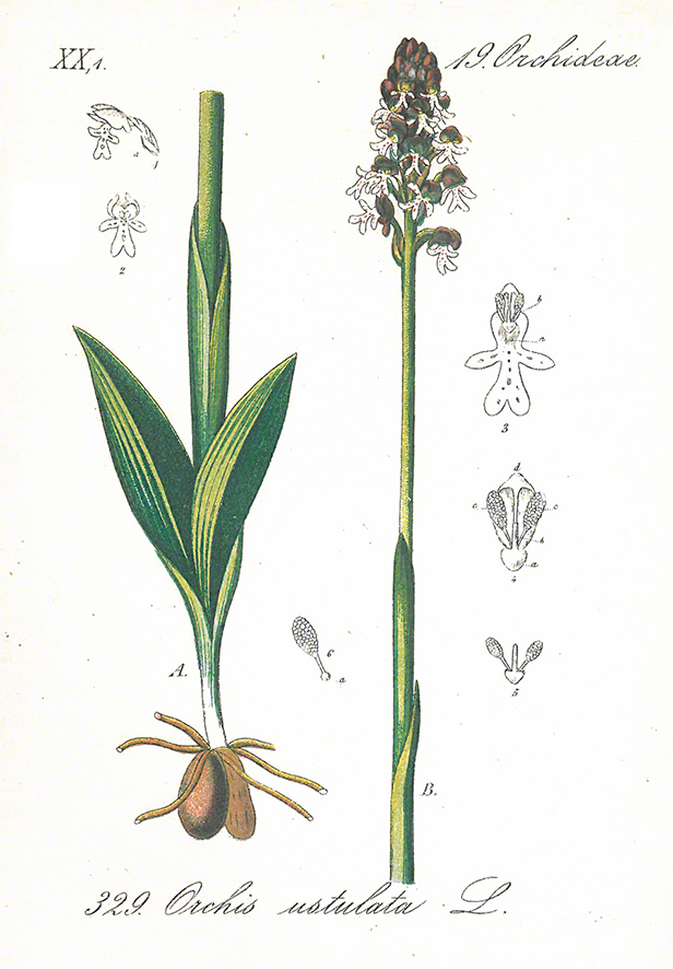 Brandknabenkraut