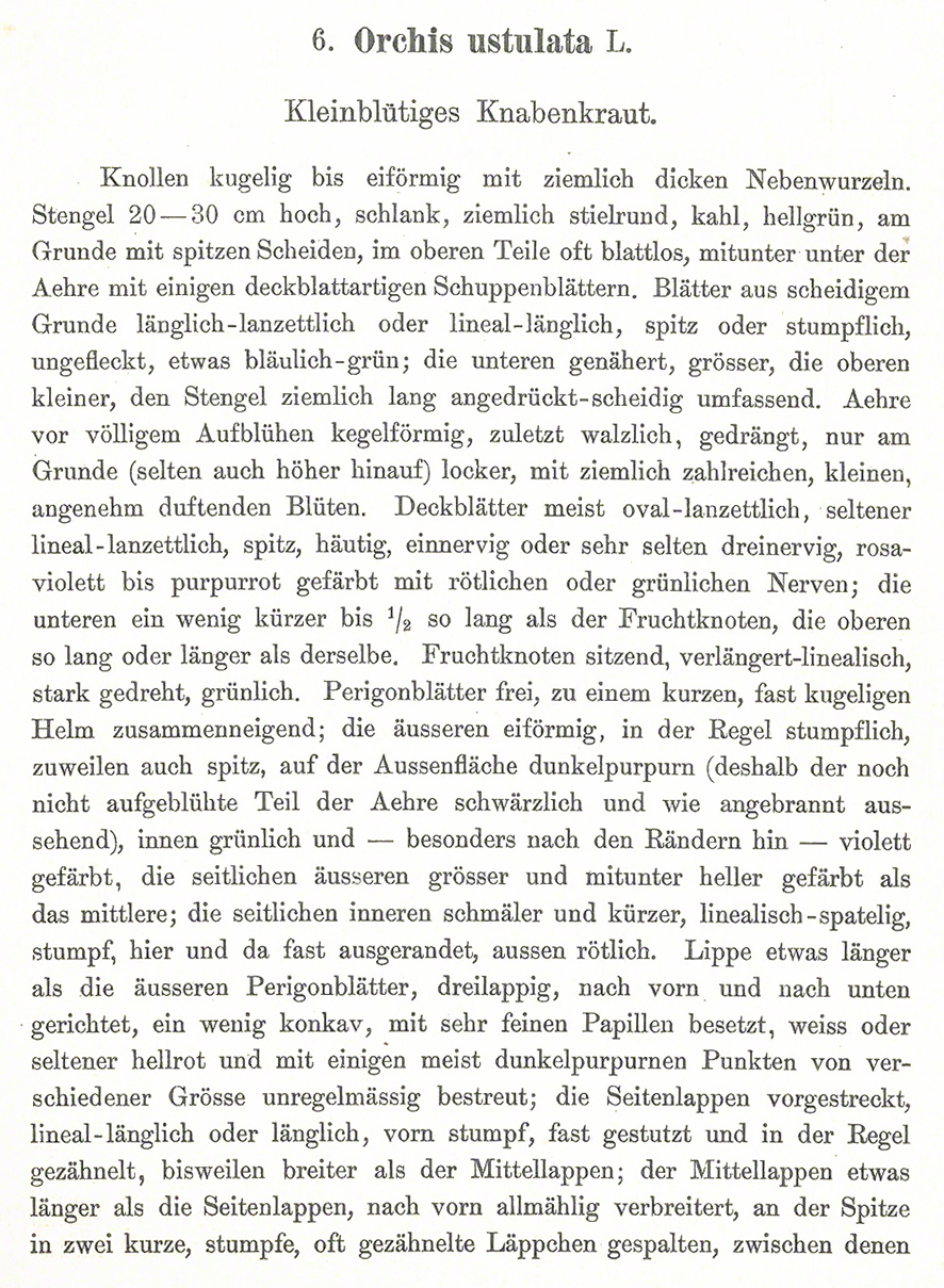 Brandknabenkraut