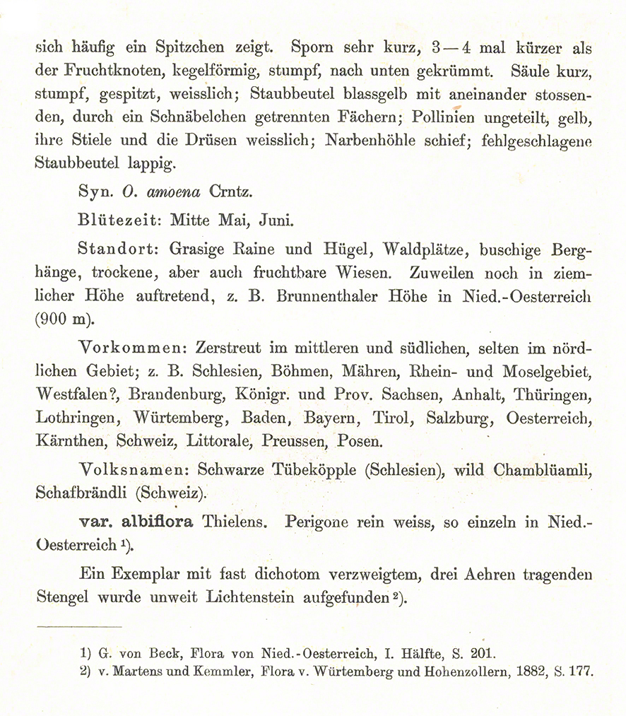 Brandknabenkraut