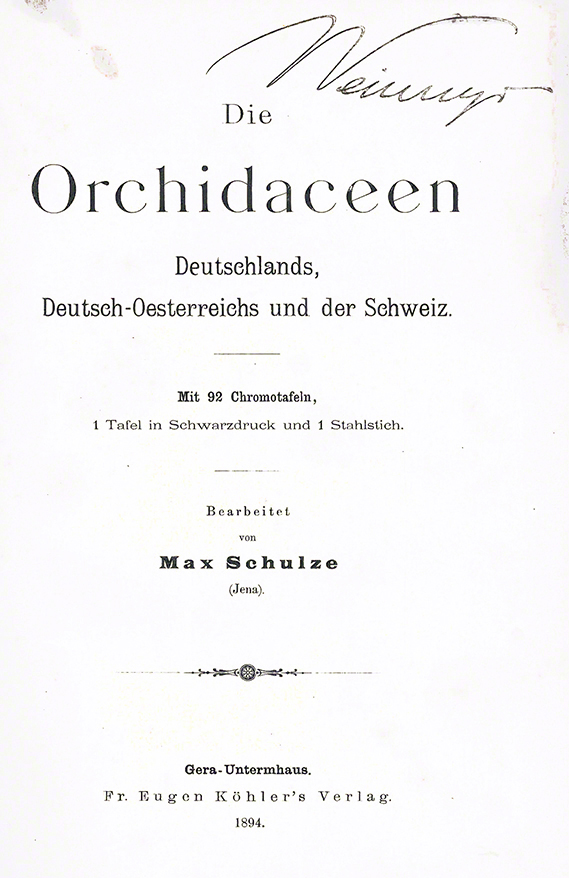 Brandknabenkraut