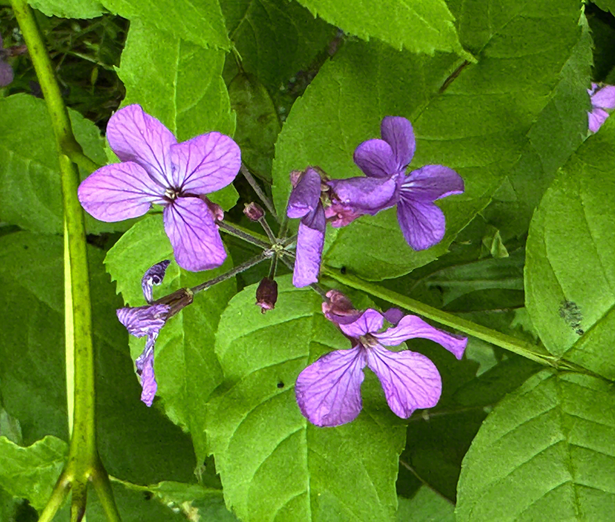Mondviole