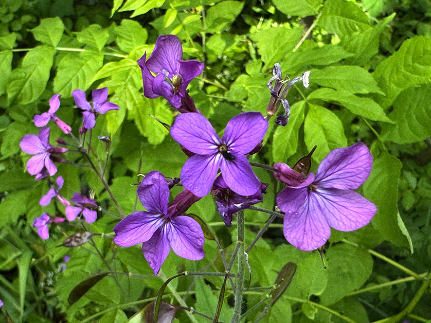 Mondviole
