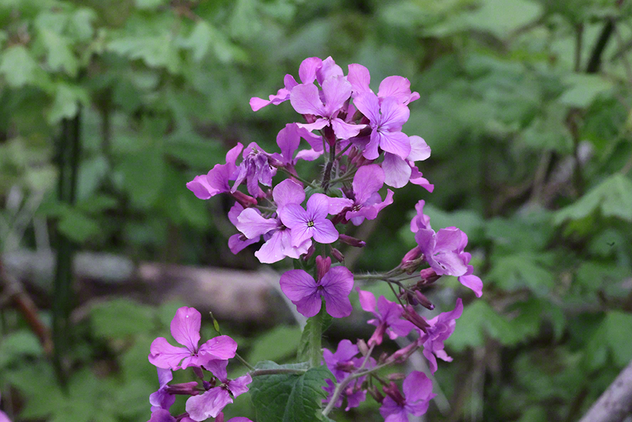 Mondviole