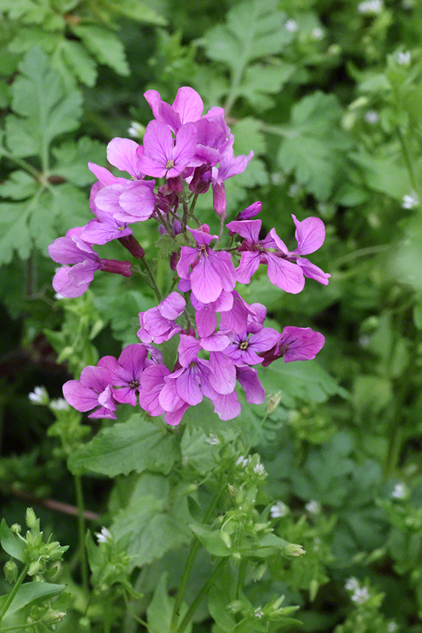 Mondviole
