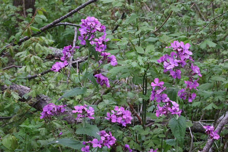 Mondviole