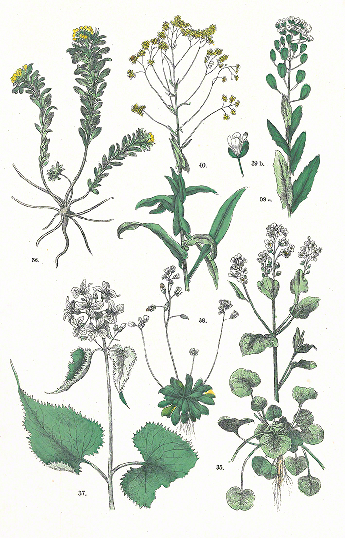 Mondviole