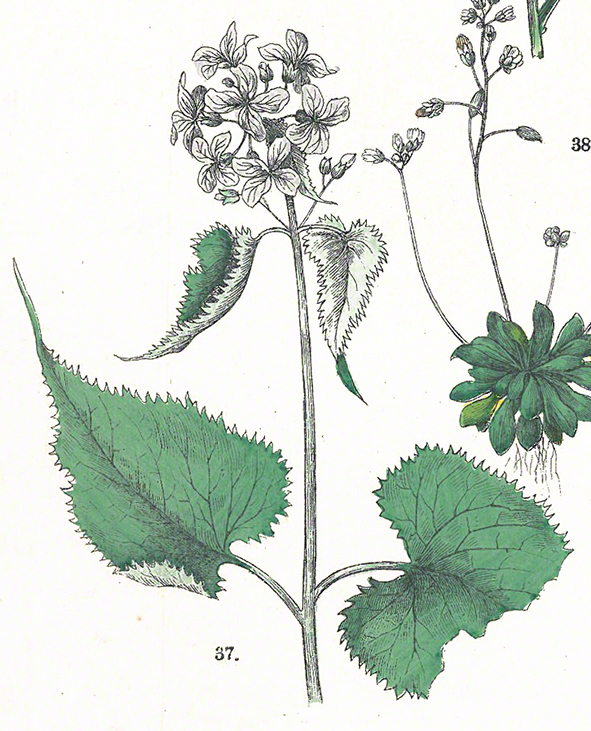 Mondviole