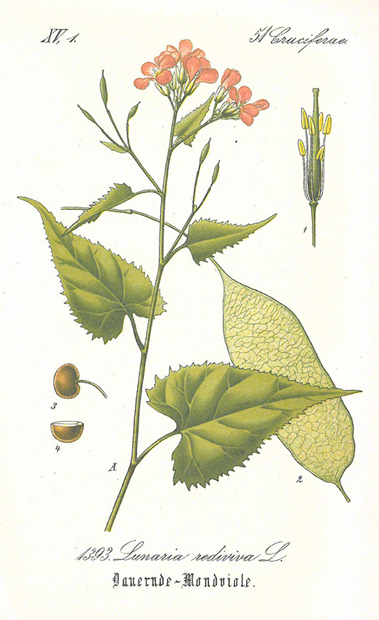 Mondviole