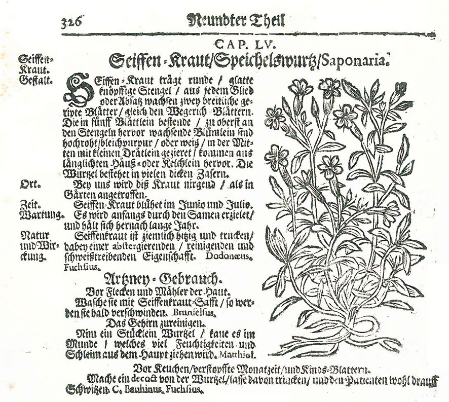 Seifenkraut