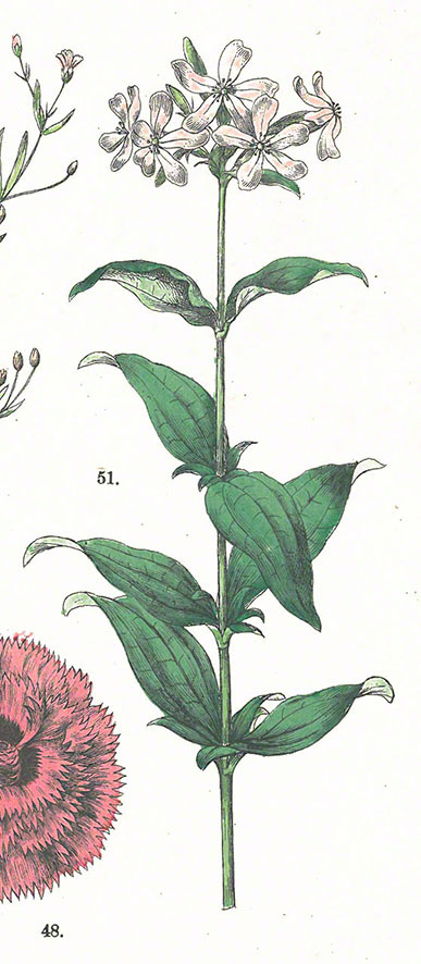 Seifenkraut