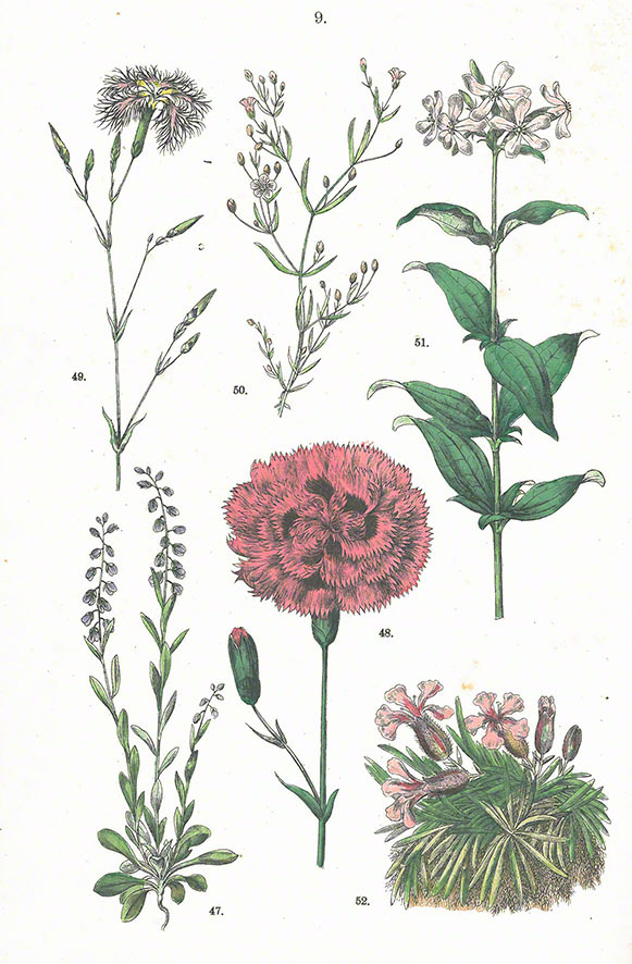 Seifenkraut
