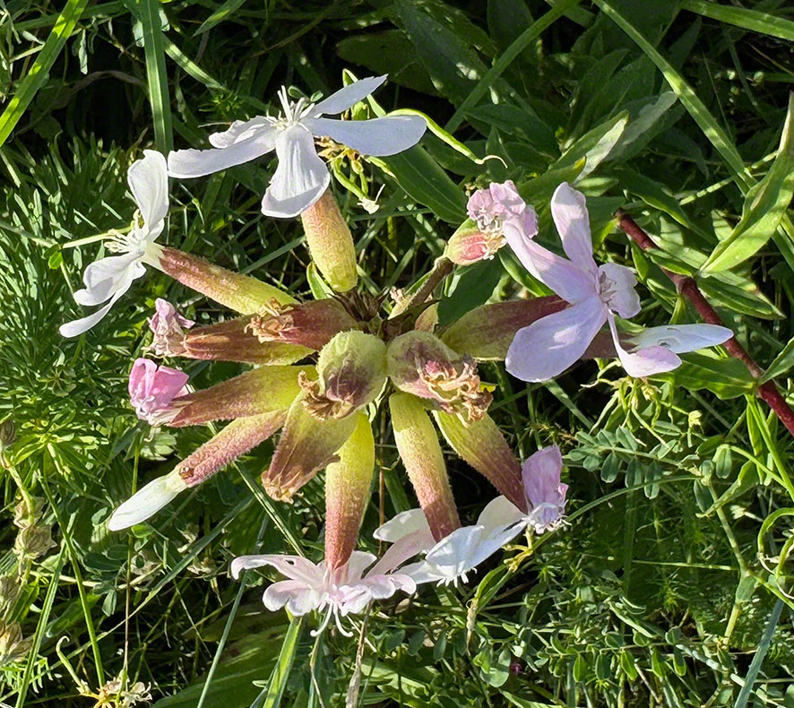 Seifenkraut