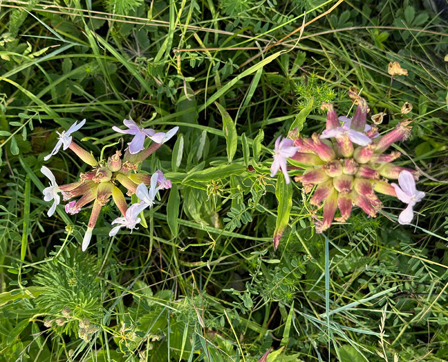 Seifenkraut