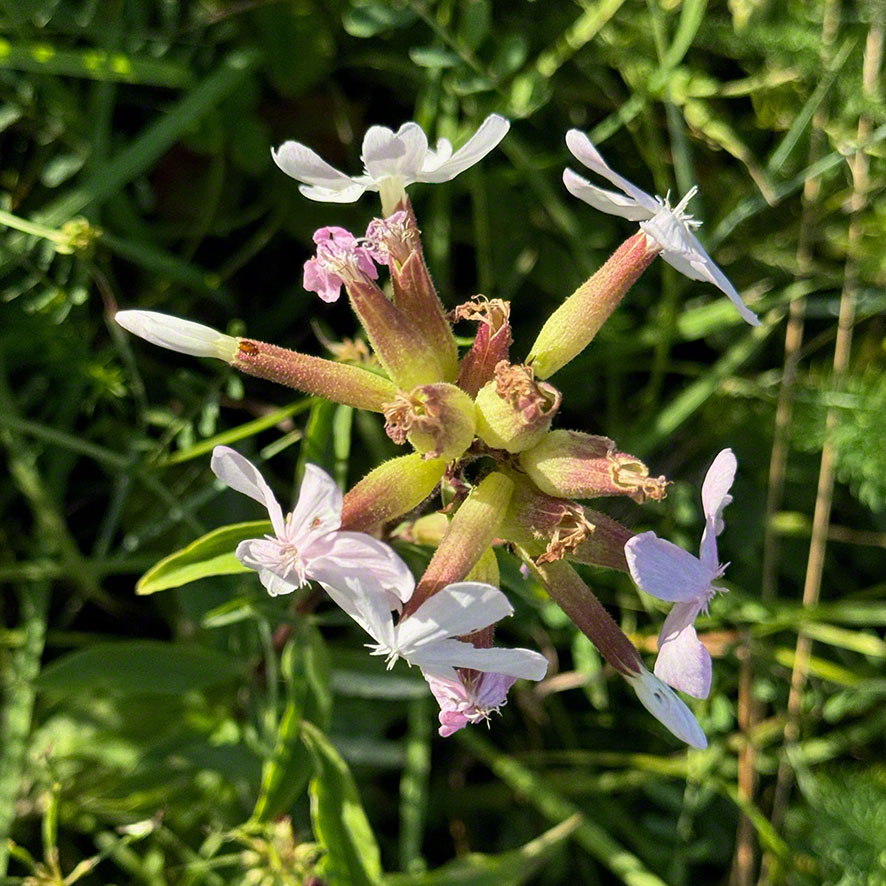 Seifenkraut