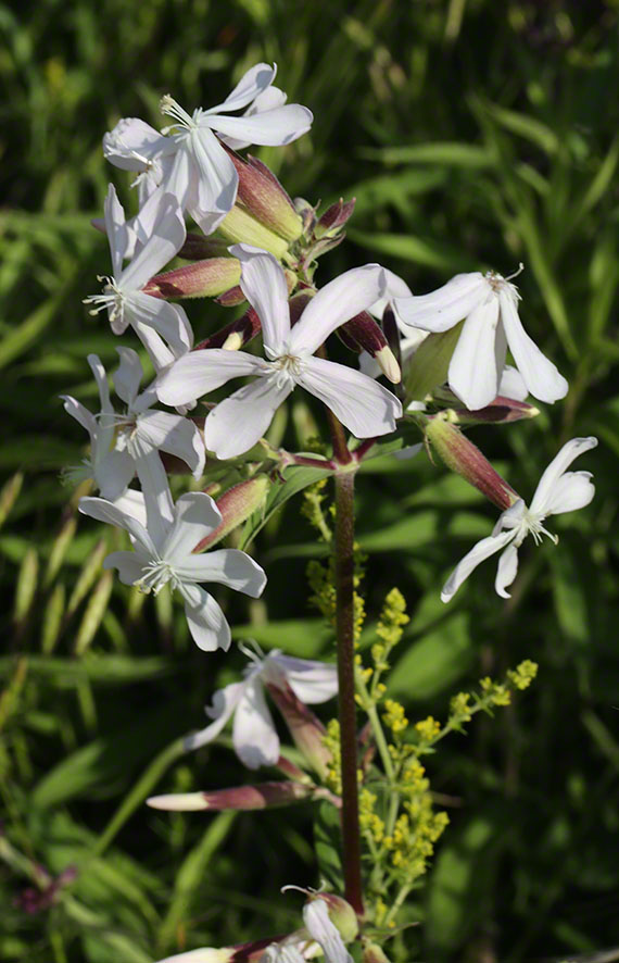 Seifenkraut