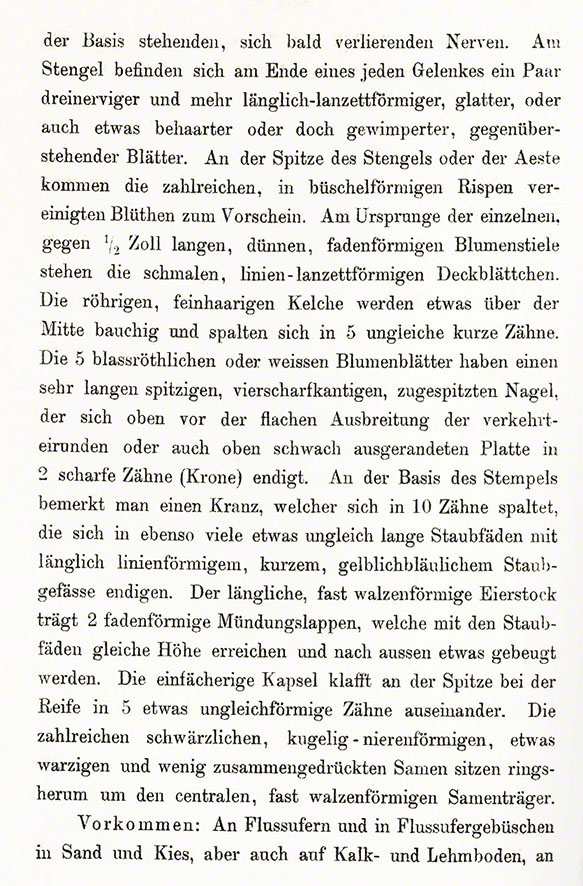 Seifenkraut