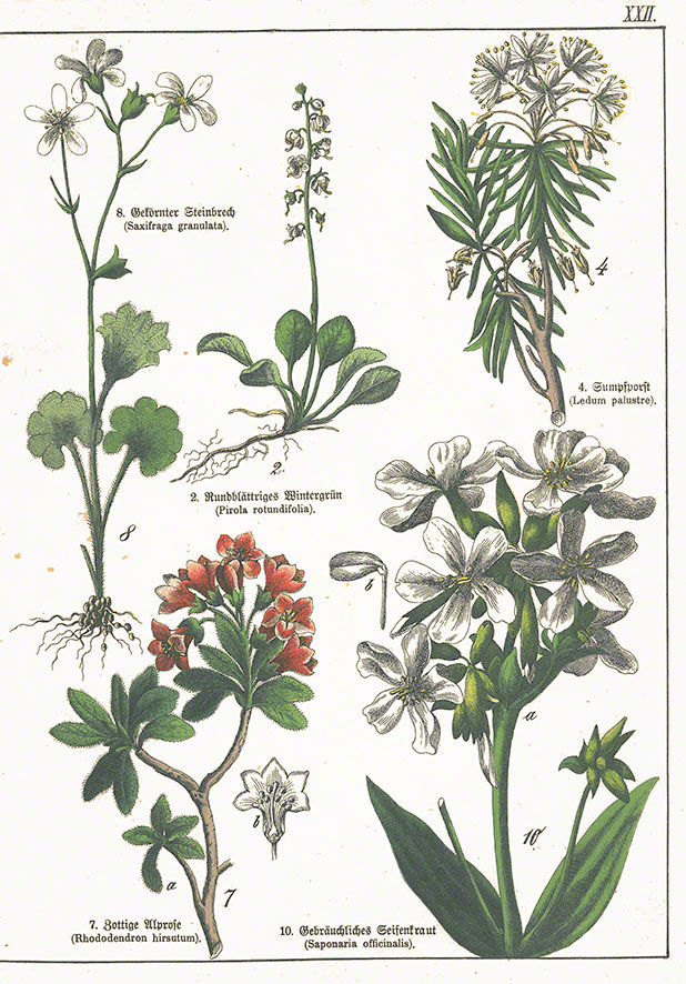 Seifenkraut