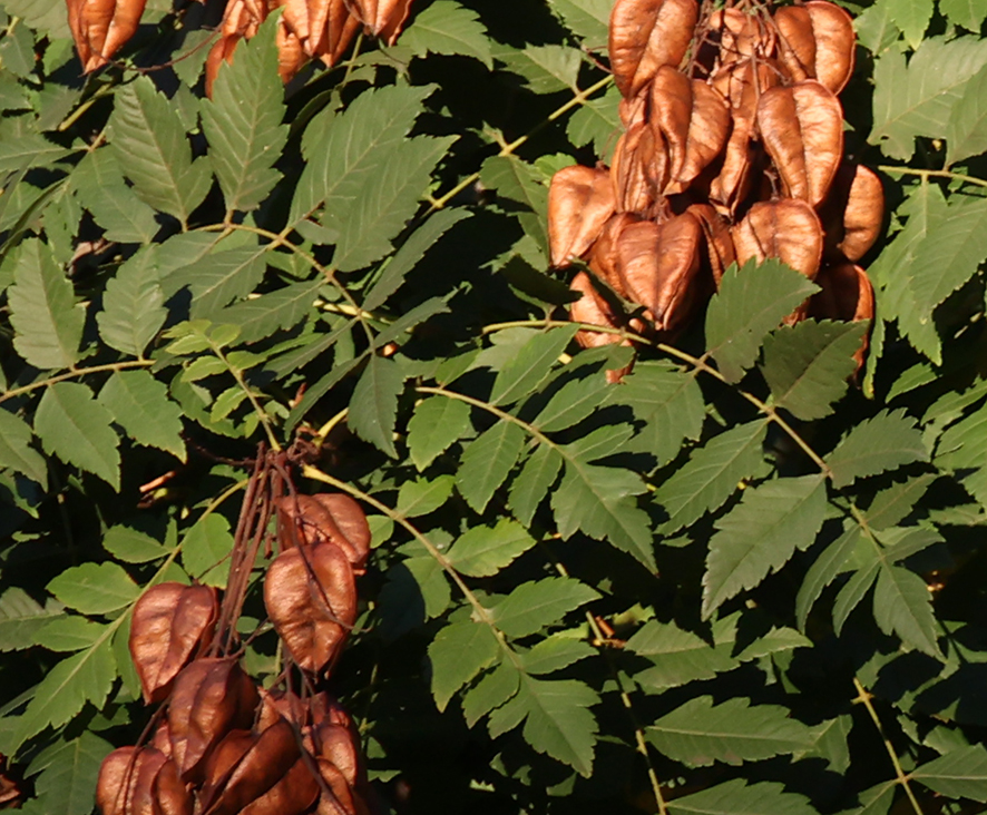 Blasenbaum