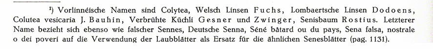 Blasenstrauch