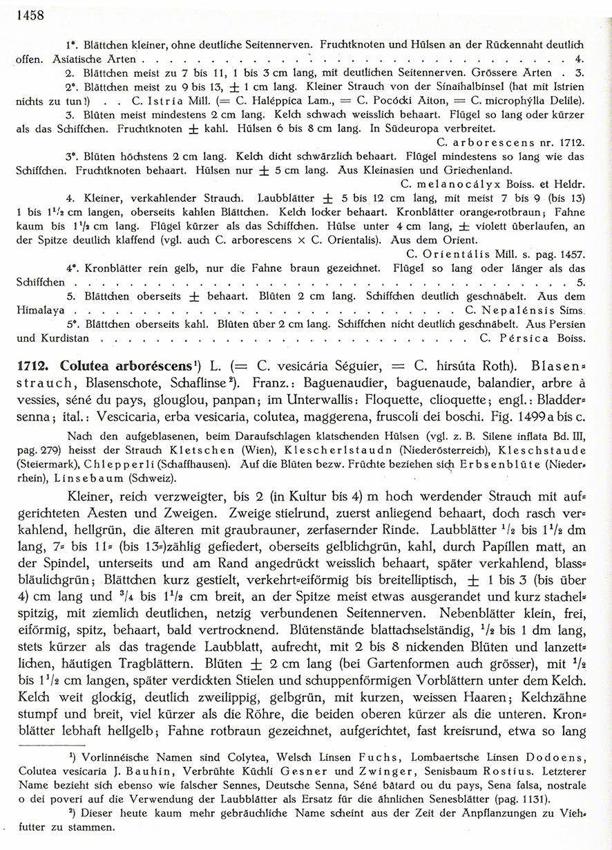 Blasenstrauch