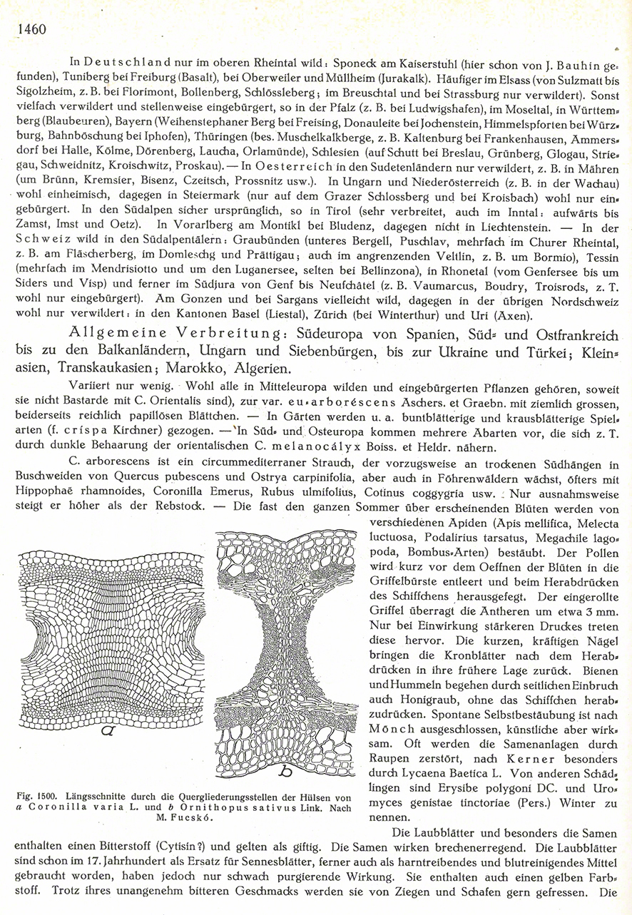 Blasenstrauch