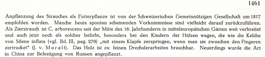 Blasenstrauch