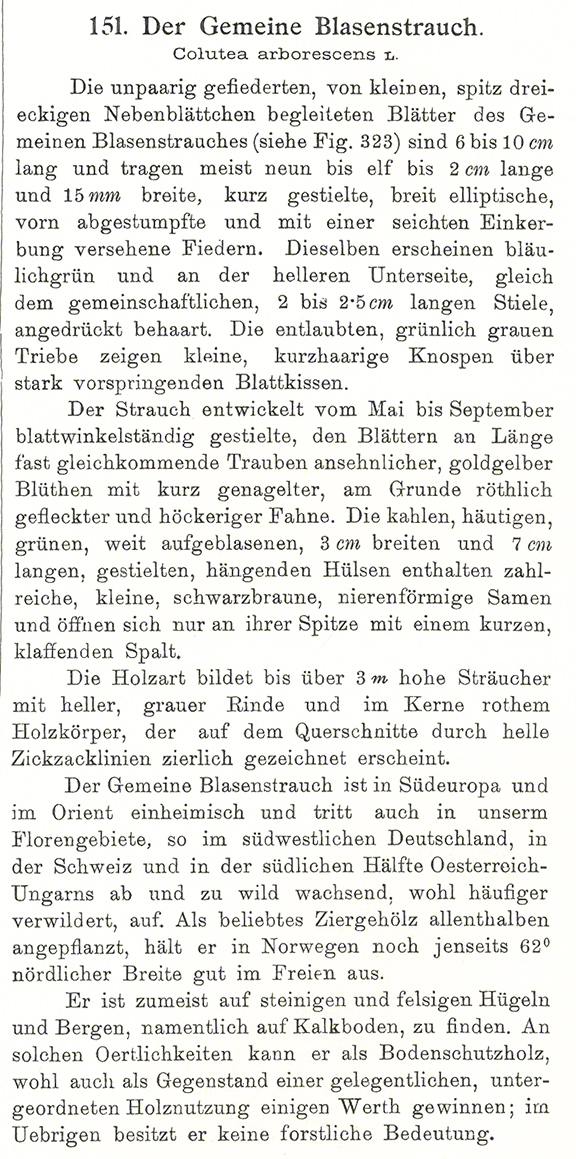 Blasenstrauch