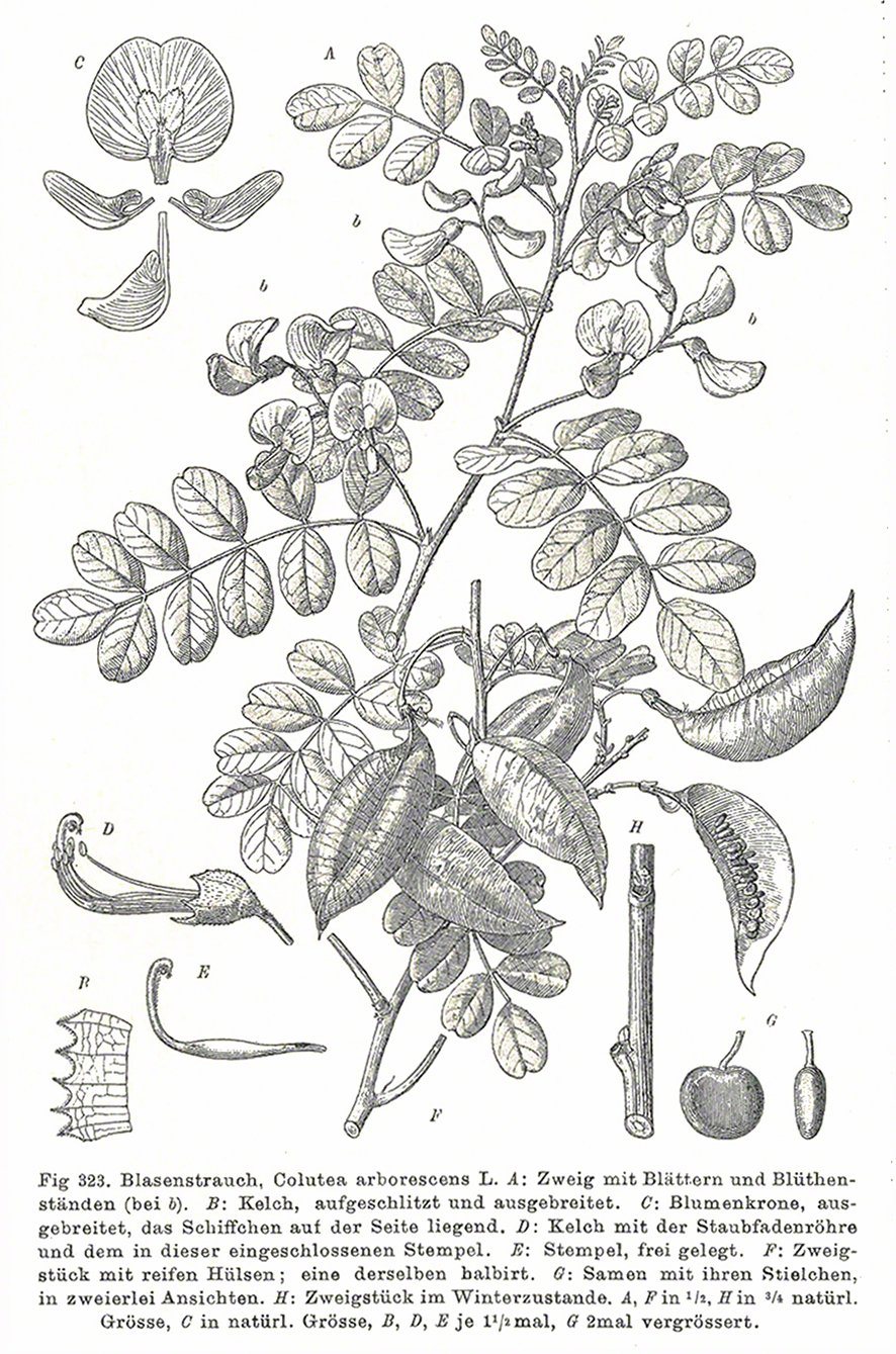 Blasenstrauch