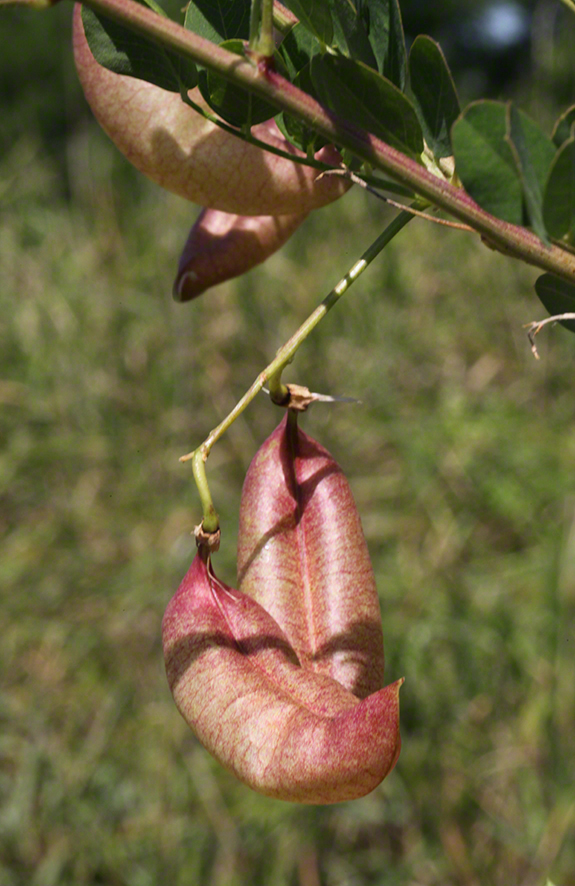 Blasenstrauch