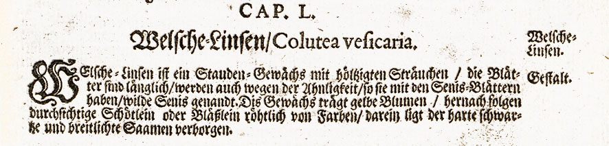 Blasenstrauch