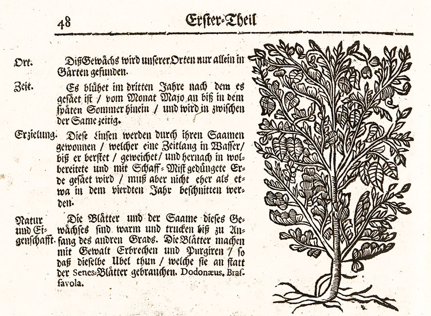 Blasenstrauch